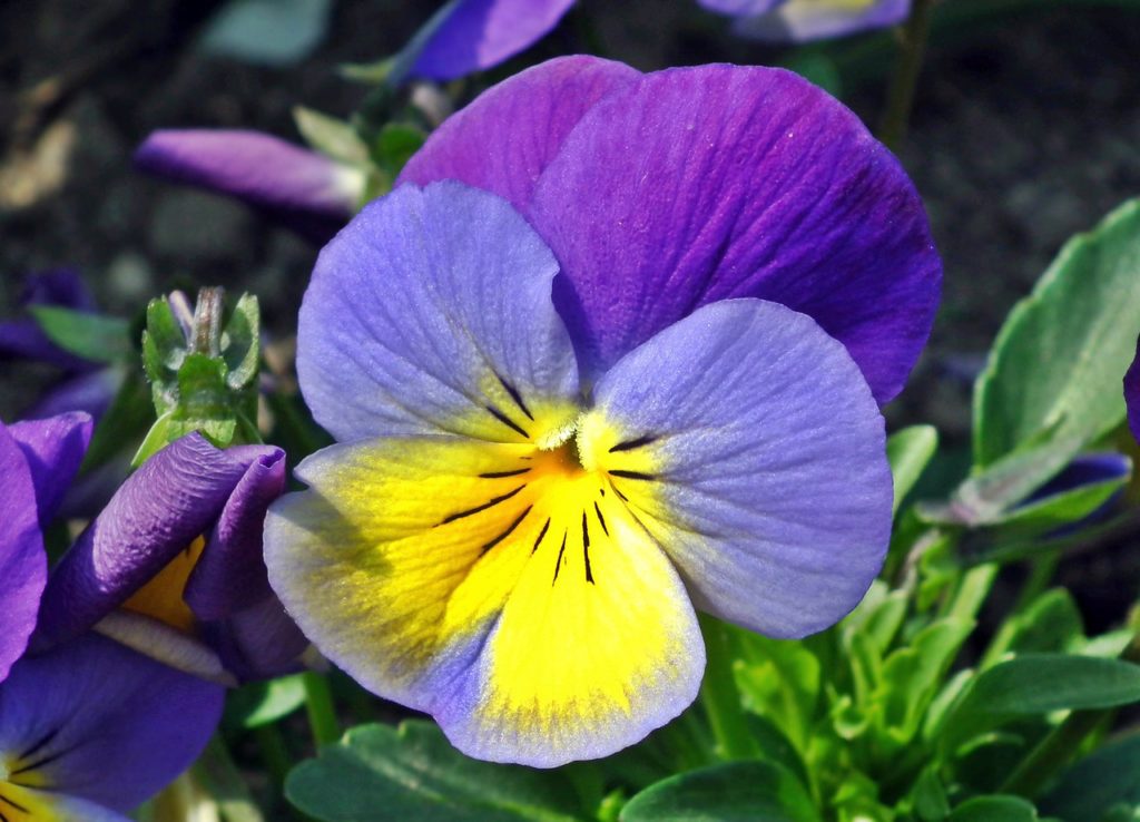 spring flowers